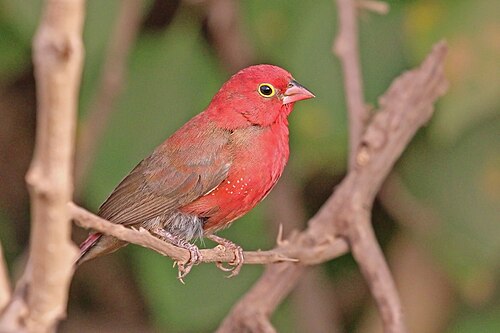 Red-billed firefinch Lagonosticta senegala ♂ The Gambia