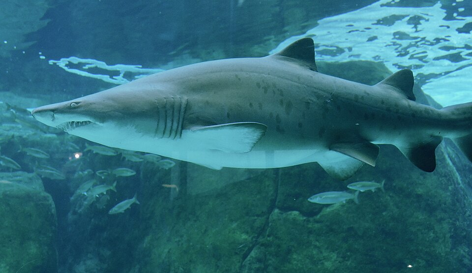 File:Sand Tiger Shark (Carcharias taurus) (52684352706).jpg