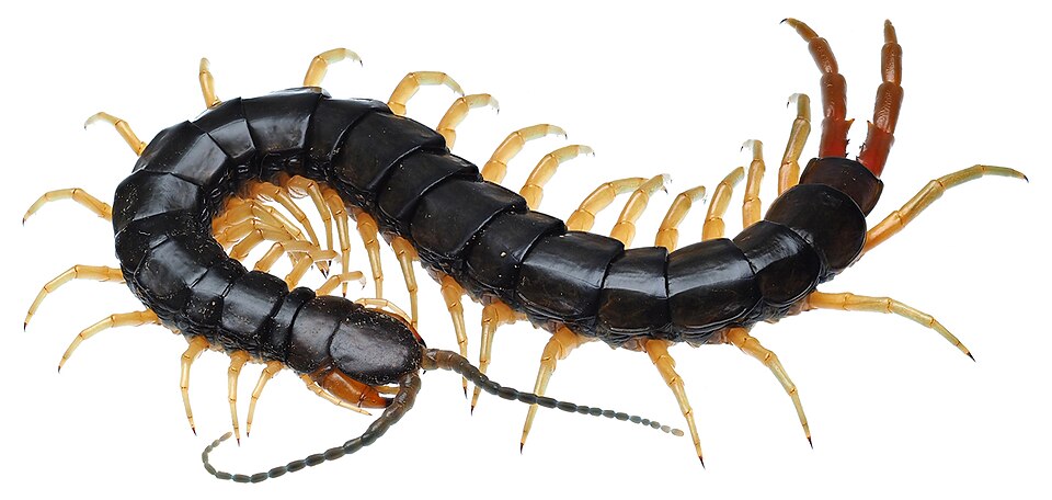 File:Scolopendra japonica アオズムカデ 大阪府 生駒山産.jpg