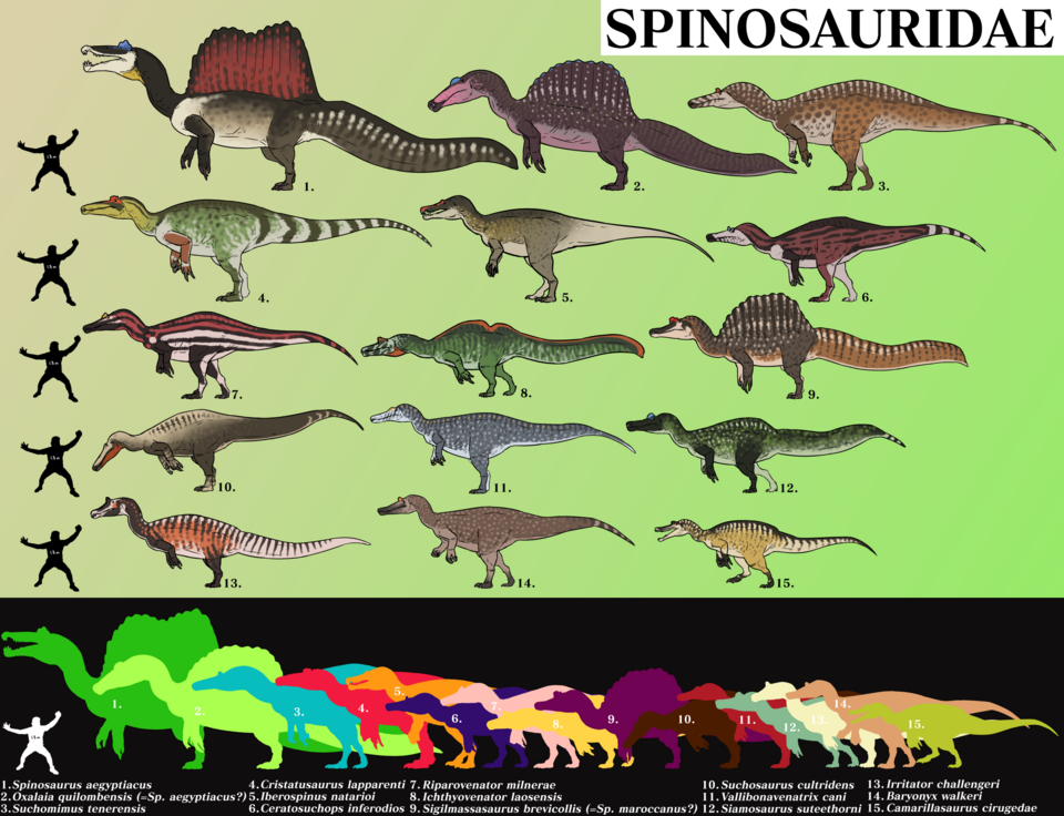 File:Spinosauridae.png