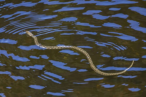 Viperine water snakeNatrix mauraSpain