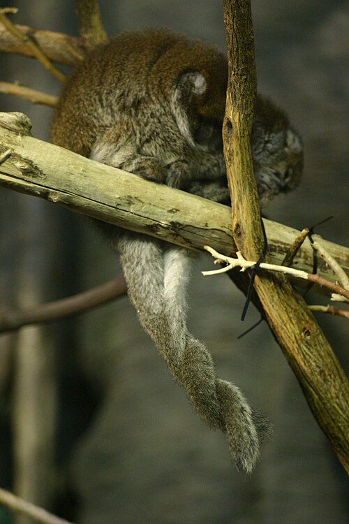 File:Callicebus donacophilus hugging tails.gk.jpg
