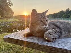 A cat at Adams Lake State Park