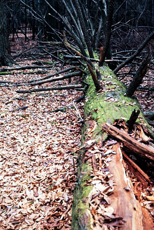 File:Cook Forest 00097.jpg