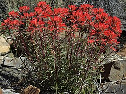 Desert paintbrush