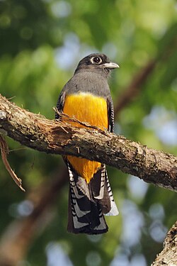 Gartered trogon Trogon caligatus ♀ Panama