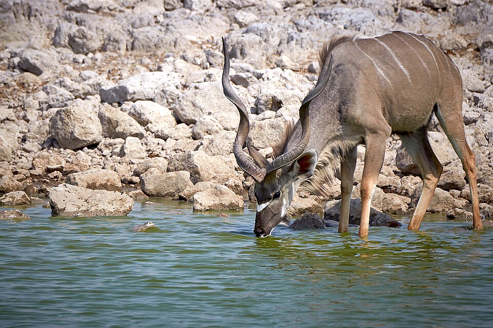 File:Greater Kudu Water 2019-07-25.jpg