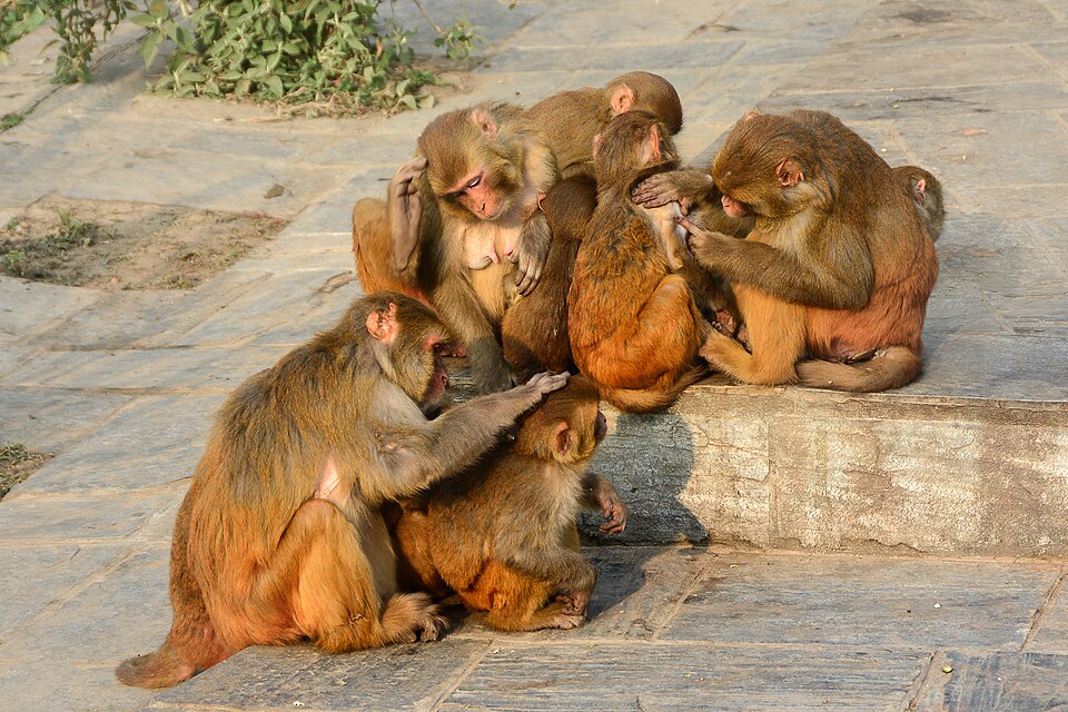 File:Morning washing.jpg