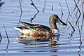 Nonbreeding male northern shoveler
