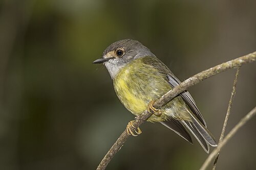 Pale-yellow robin Tregellasia capito Australia