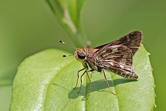 :Pompeius skipper Pompeius pompeius Panama