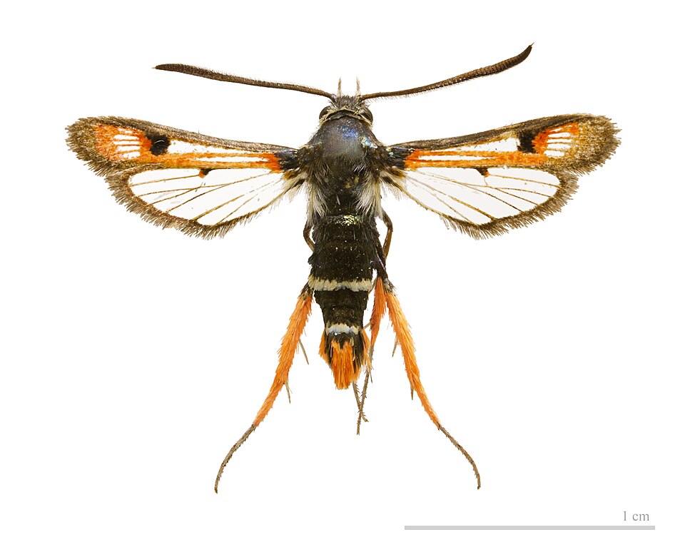 File:Pyropteron chrysidiforme MHNT.jpg