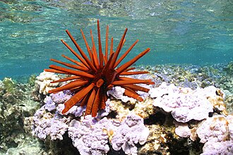 Red pencil urchin
