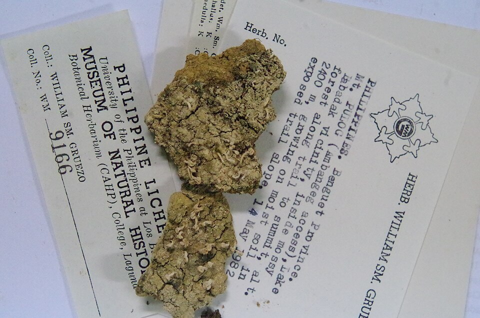 File:Specimen of lichen at UPLB MNH.jpg