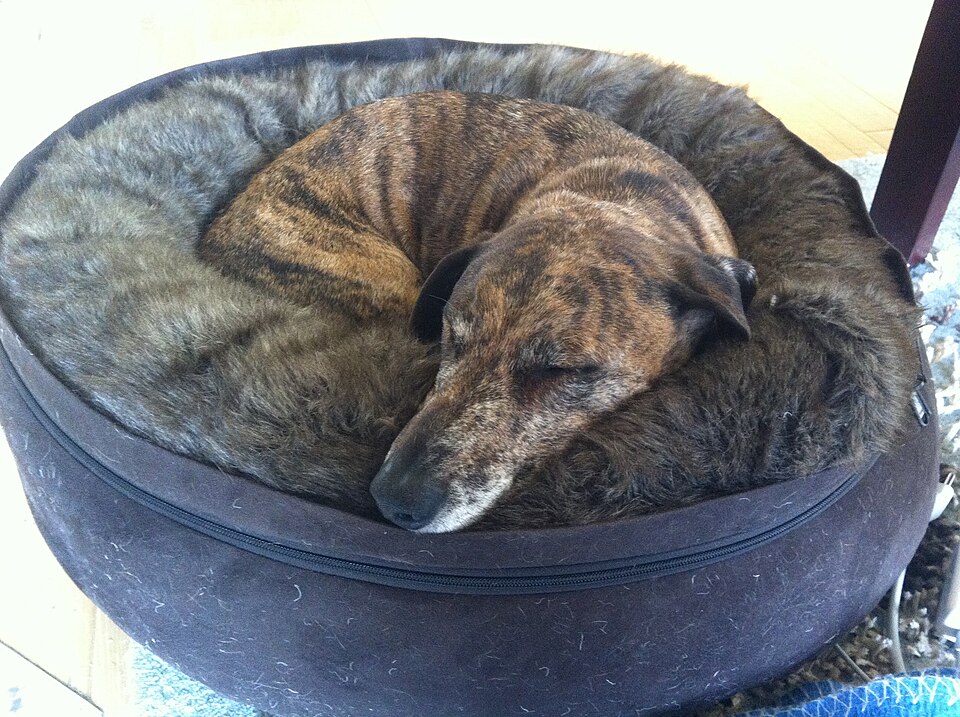 File:This dog is "comfy"- 2013-12-27 10-51.jpg