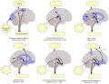 Thumbnail for version as of 05:48, 4 November 2020