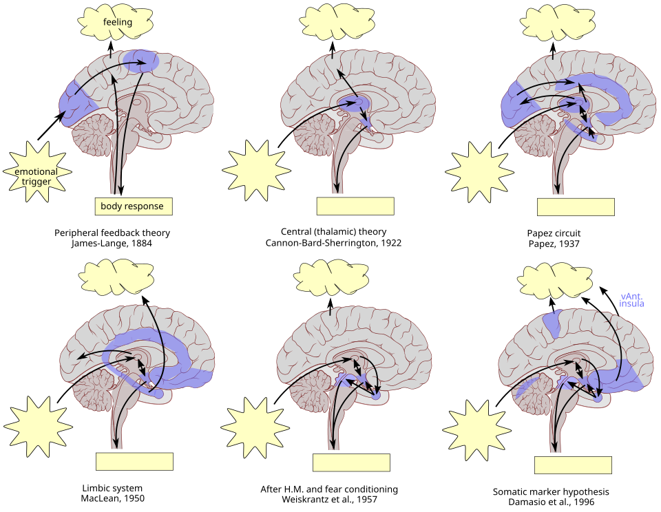 File:Timeline of brain models of emotion.svg