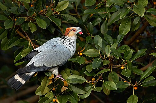 Topknot pigeon, by JJ Harrison
