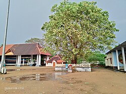 ക്ഷേത്രമുറ്റത്തെ അരയാൽ