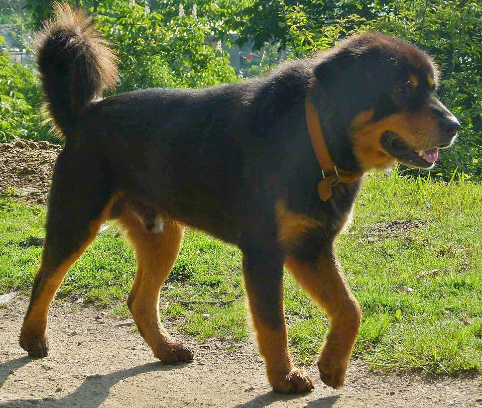 File:2. Himalayan sheep dog.jpg