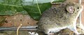 Thumbnail for version as of 16:03, 16 June 2025
