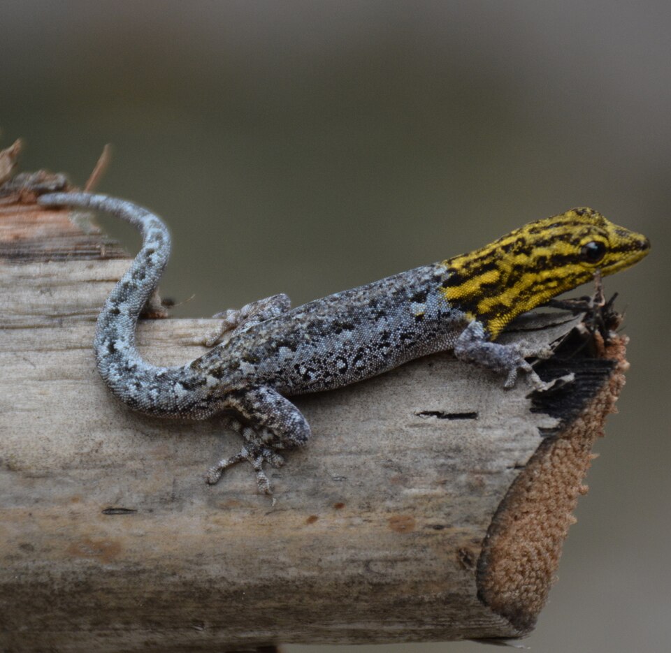 File:Lygodactylus picturatus 40111284 (cropped).jpg