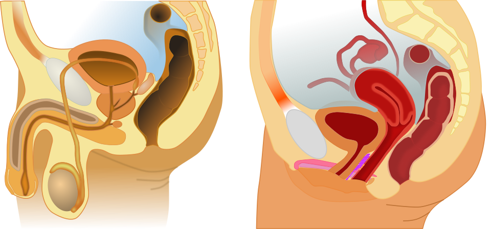 File:Male and female anatomy.svg