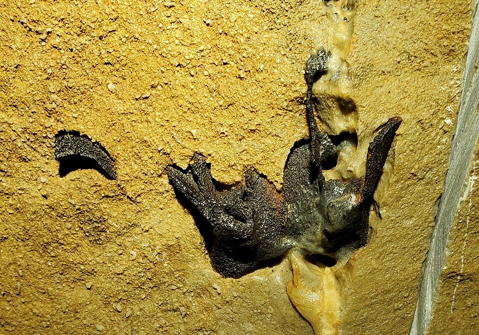 File:Mammoth Cave Chondrichthyes Braincase (NPS Photo).jpg