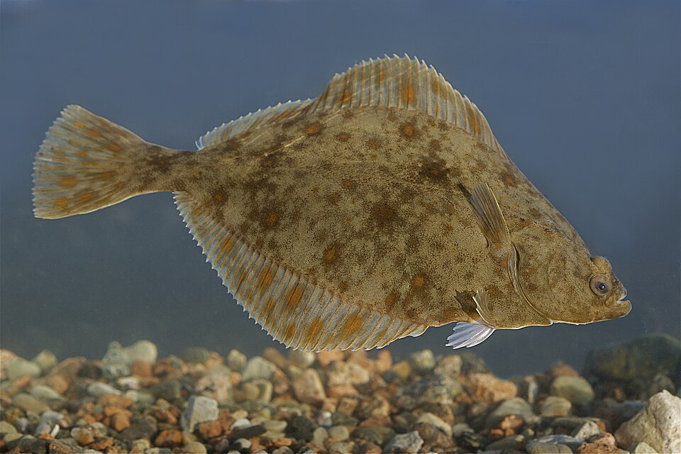 File:Platichthys flesus Vääna-Jõesuu in Estonia.jpg