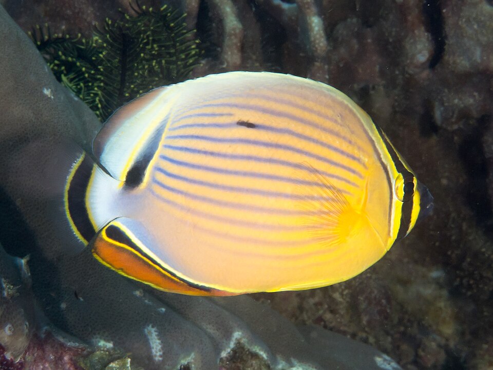 File:Redfin butterflyfish (Chaetodon lunulatus) - 49150550073.jpg