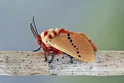 insects, crabs and spiders