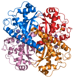 Ribbon diagram of superoxide dismutase