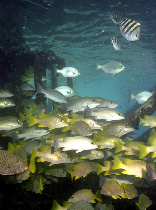 File:Alligator Reef.jpg