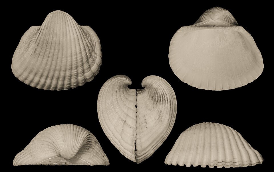 File:Anadara brasiliana.jpg