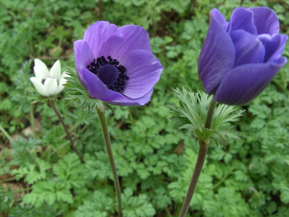 File:Anemone coronaria L 1.JPG
