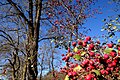 Crataegus laevigata in the park