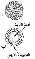 Arabic