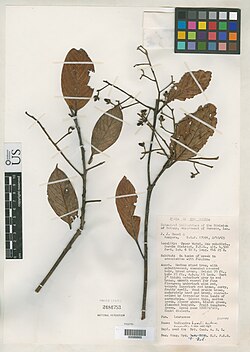 Endiandra havelii