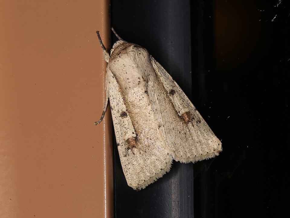File:Leucania yu (27303360558).jpg