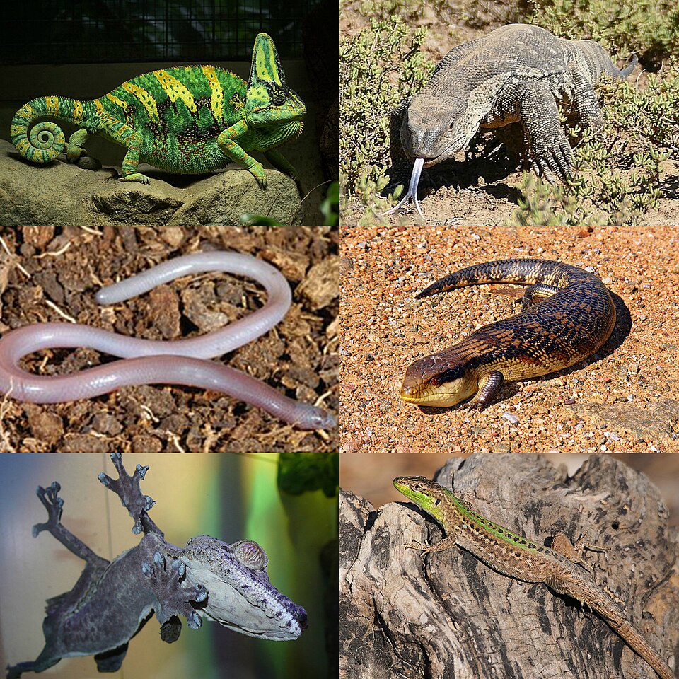 File:Lizard Collage.jpg