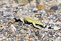 Male zebra-tailed lizard with extended dewlap