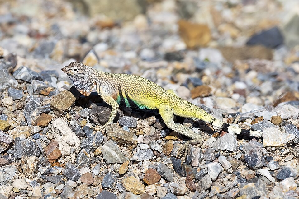 File:Male zebra-tailed lizard dewlap.jpg