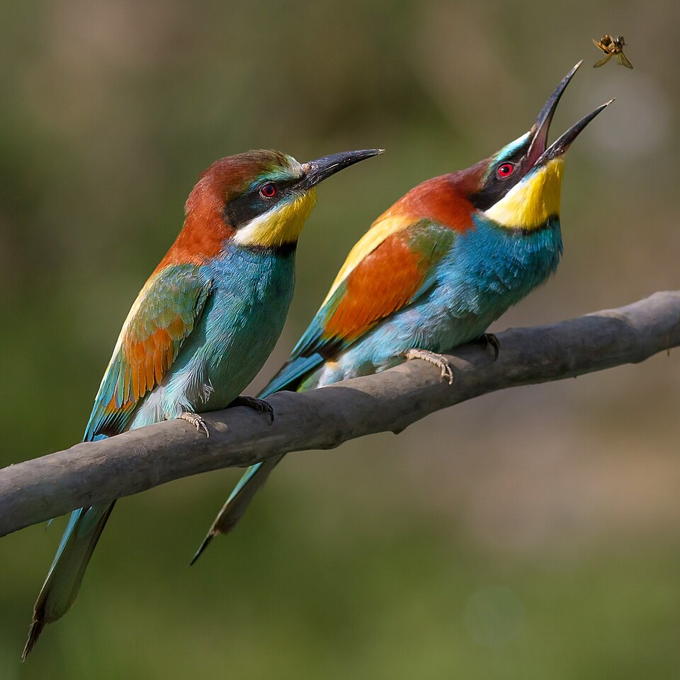 File:Pair of Merops apiaster feeding detail.jpg