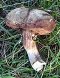 Thumbnail for version as of 10:36, 1 October 2007