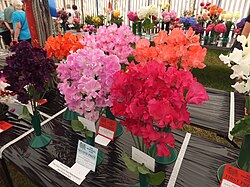 Sweet pea – Lathyrus odoratus
