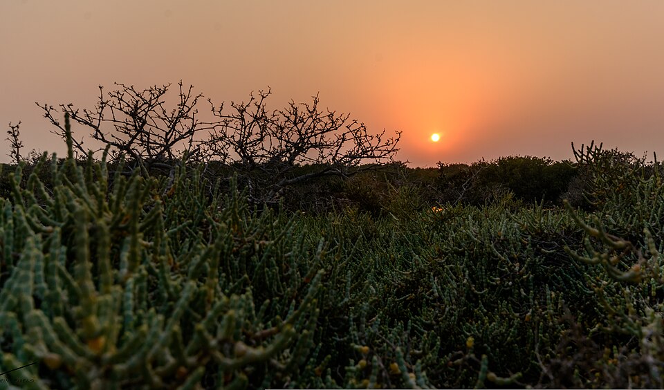 File:RAS SANAD MANGROVE FOREST (cropped).jpg