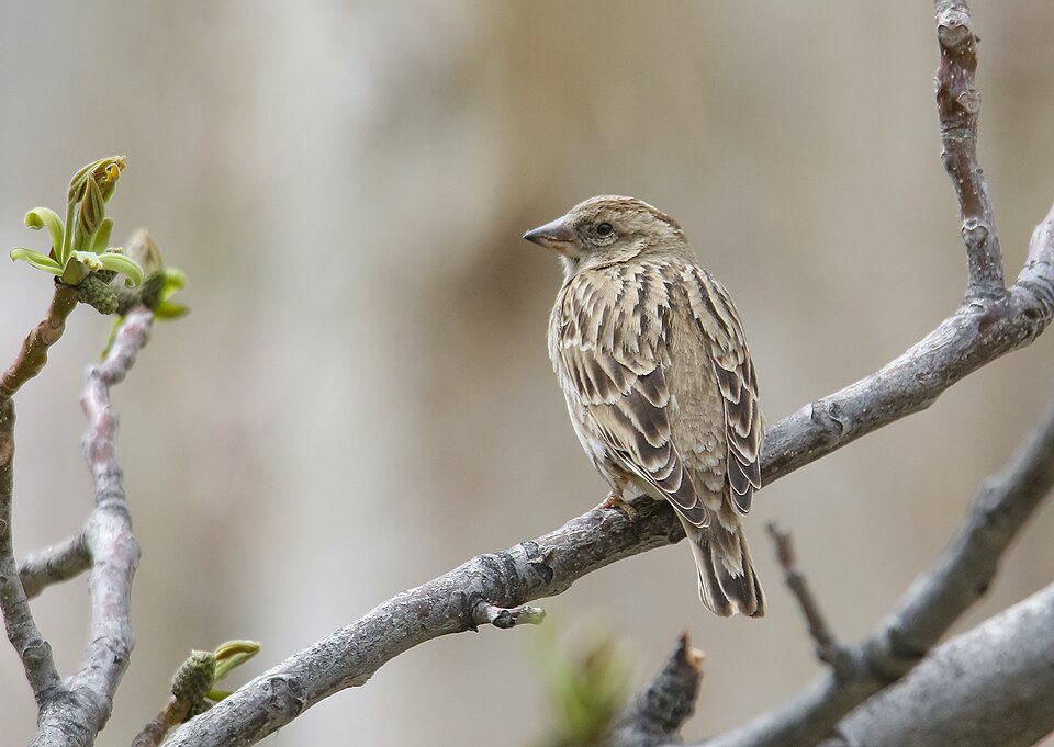 File:Rock Sparrow (Petronia petronia) (51118994296).jpg