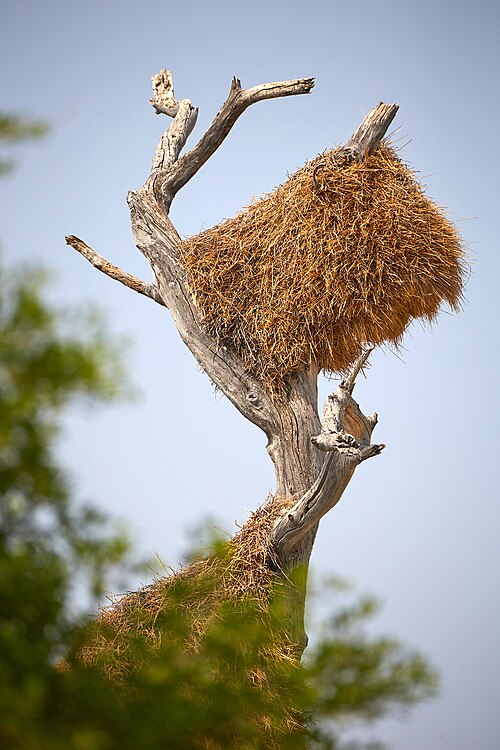 File:Sociable Weavers Nest 2019-07-25.jpg