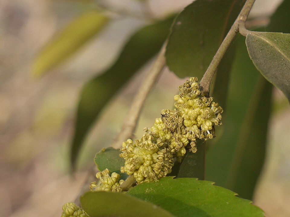 File:Sutajivah (in Oriya) (4468660663).jpg