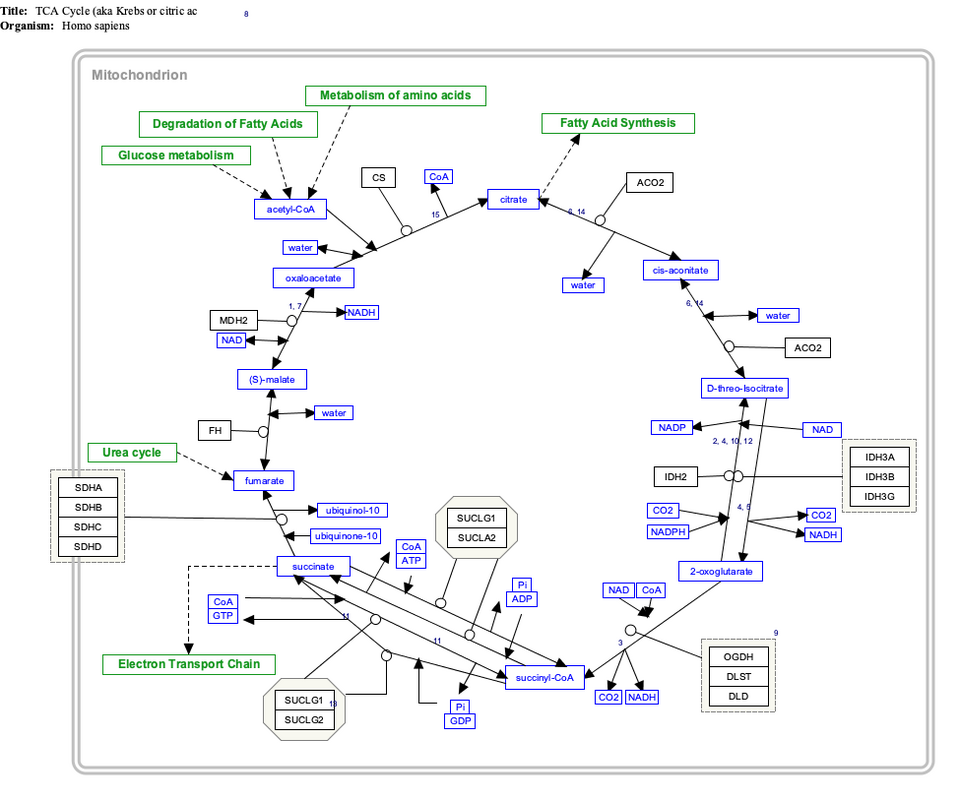 File:TCACycle WP78.png